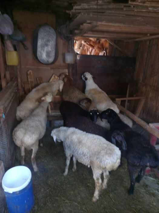 Кошкары жирные 7 шт