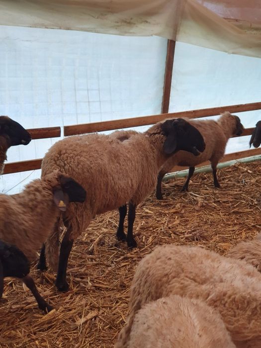 Berbeci de vânzare.