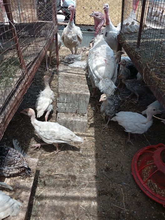 Продам индюшат гибрид