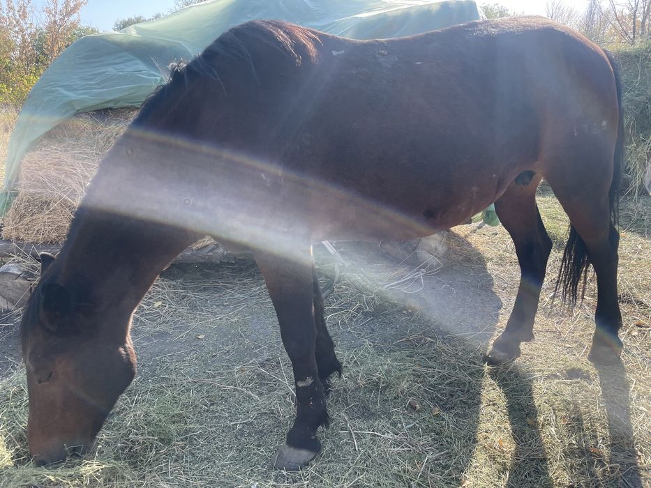 Жылқы  сатам продам кобылу