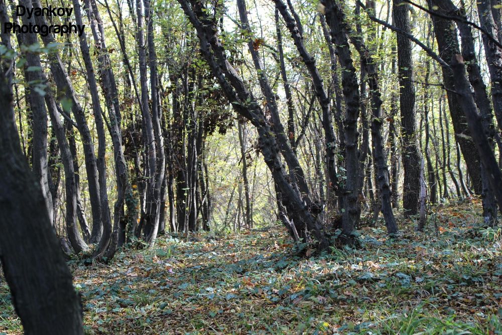 Фото и видео заснемане