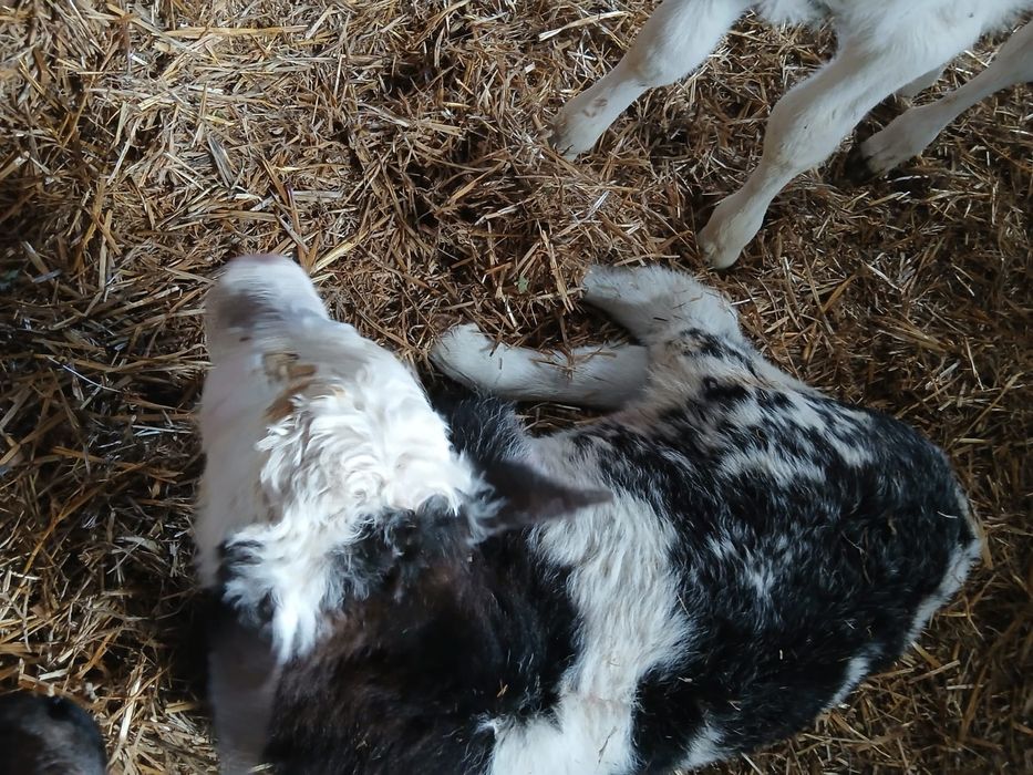 Vând viței și vitele