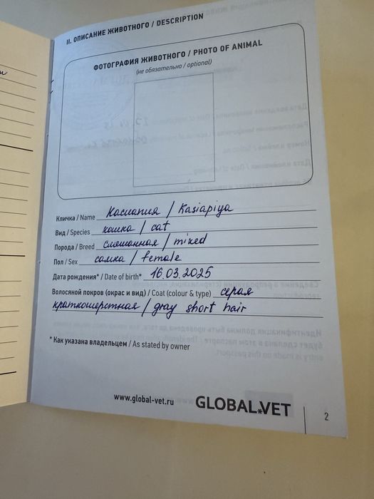 Котята с документами! Чипированные