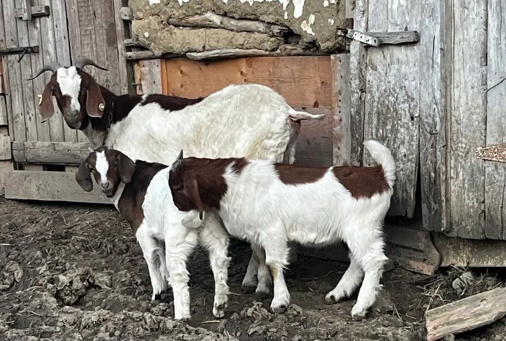 Vand iezi si tapi rasa Boer
