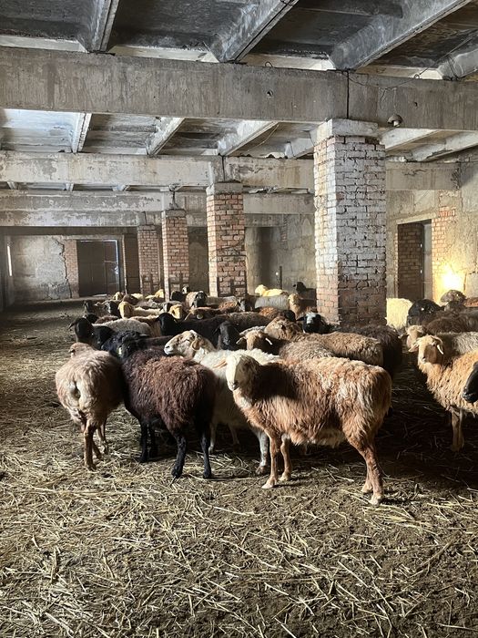 Бараны овцы лошадь