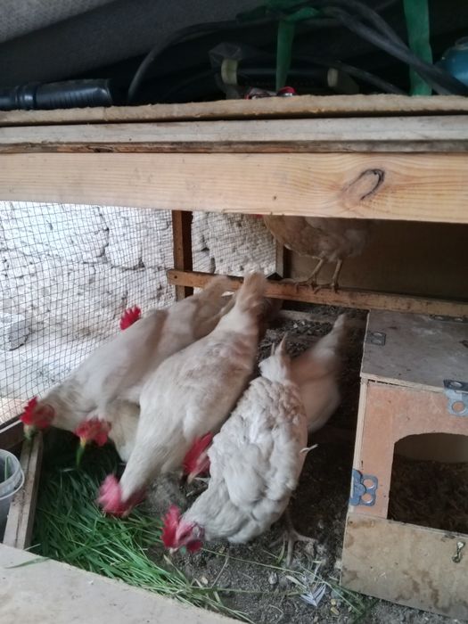 Loman sendi uyda boqilgan tovuq