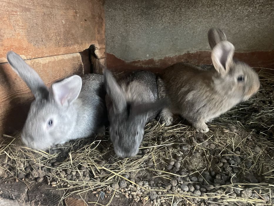 Продам крольчат