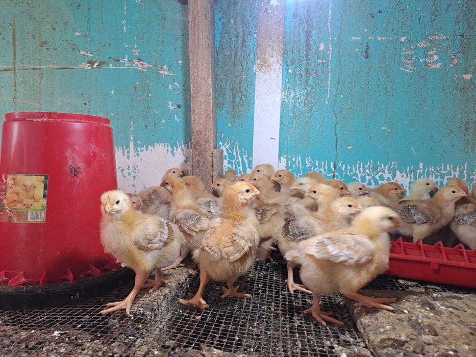 Pui de zii rasa mixta