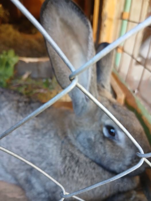 De vânzare iepuroaica