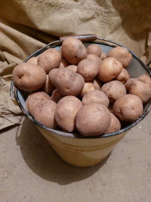 Семенной картофель