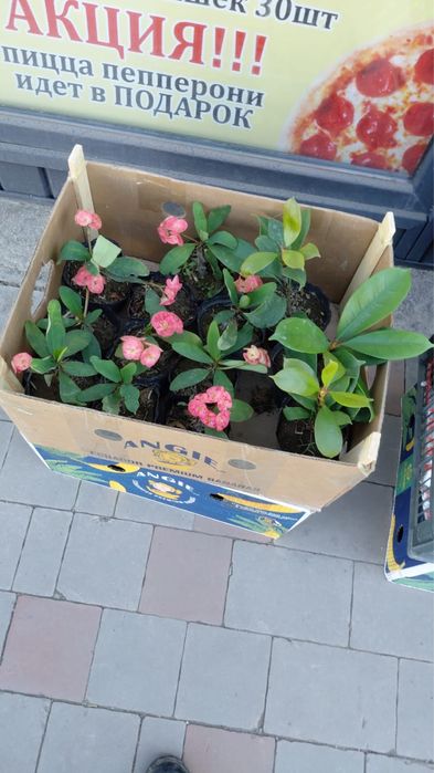 Продам комнатные цветы . Очень красивые разные