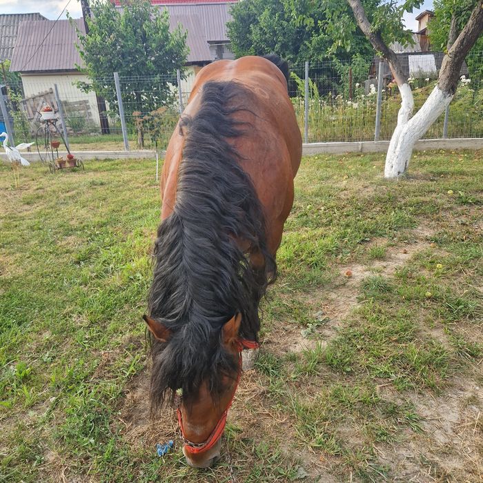 Armăsar Ardenez 

Vând a