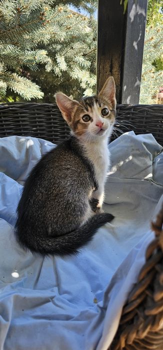 Котёнок 1,5 мес,мальчик. Мама абссинка