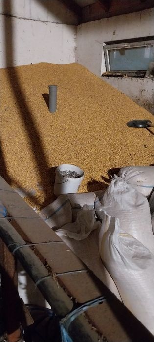 Porumb  umiditate 13 de vînzare