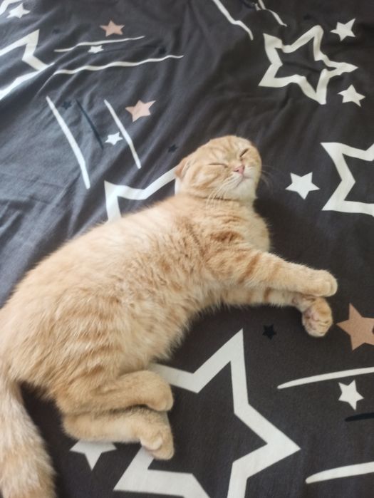 Котенок  Шотландский