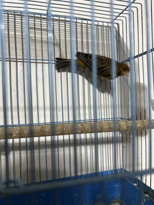 Есть доставка по городу шымкент