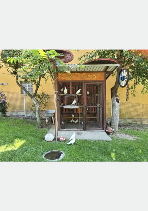 Vând porumbei voiajori albi