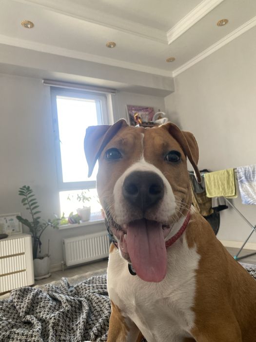 Амереканский Стафоршидский Терьер