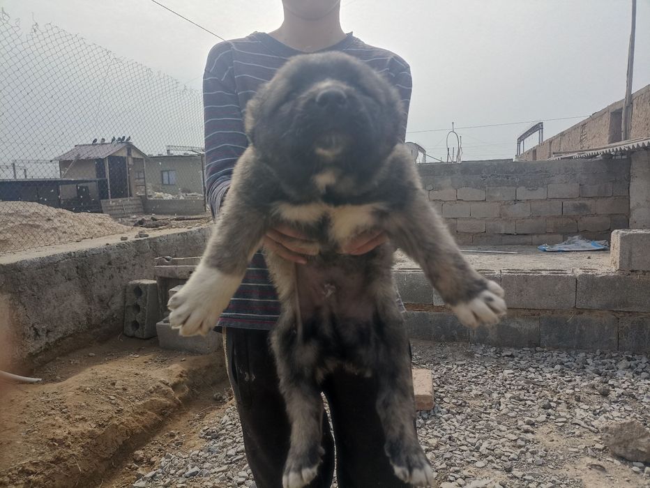 Продаются щенки алабай САО