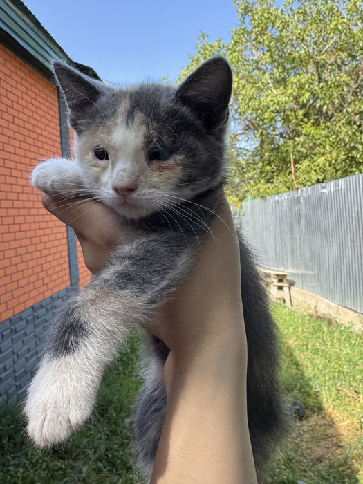 Котенок ищет дом!
