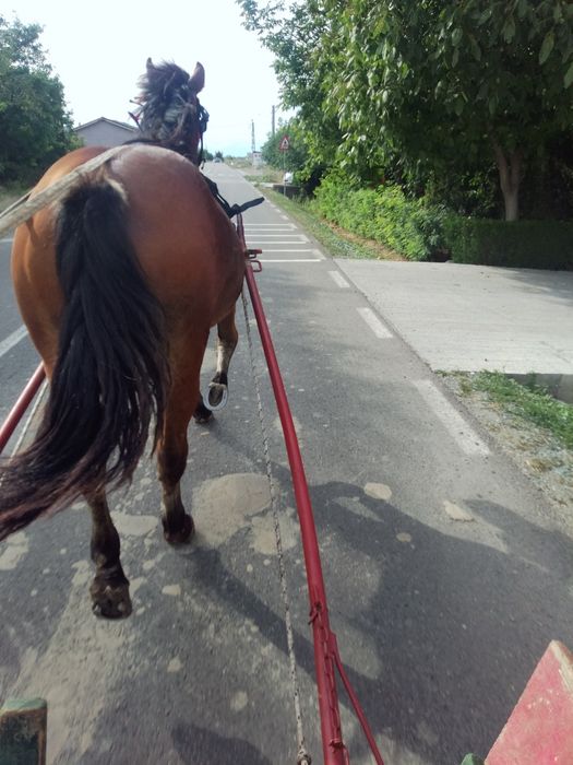 Vând iapă de un an și 2 luni