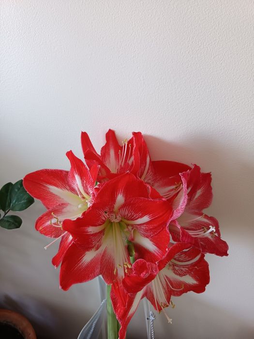 Цветок амариллис