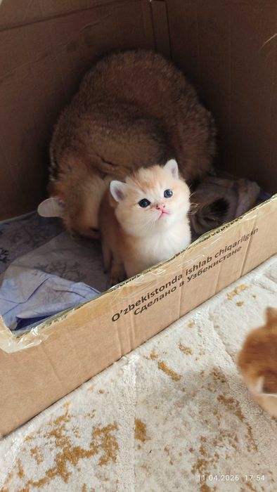 Готовится к продаже котята Золотые Шиншиллы