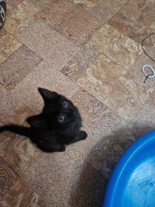 Отдам котенкав хорошие руки
