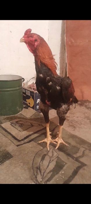 Дакан кораз сатылады