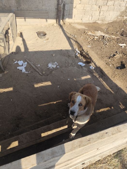 Собакен. По кличке Боран.