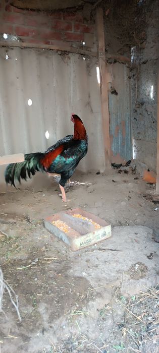 Продам дакан туляк