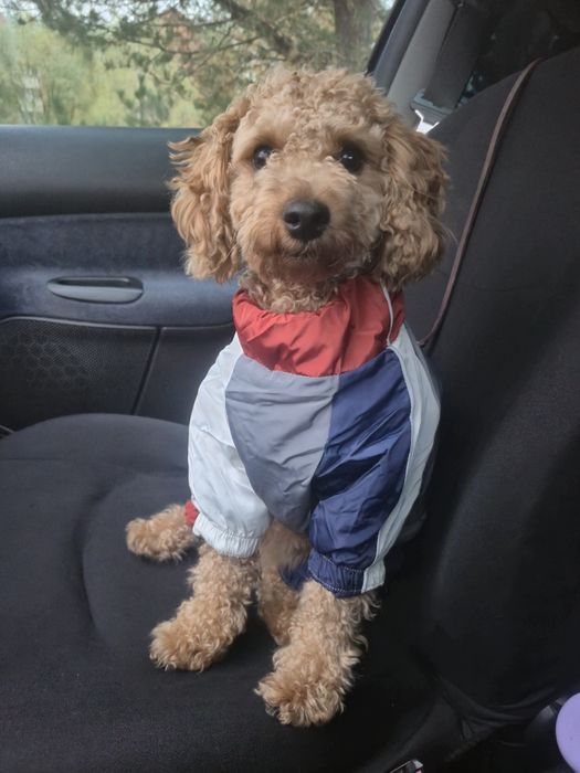 Вязка той-пудель