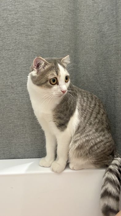 Кошка Китти пропала! Помогите найти