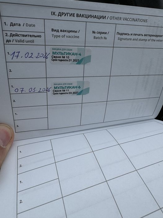 Алабай щенок 2-3 месяца