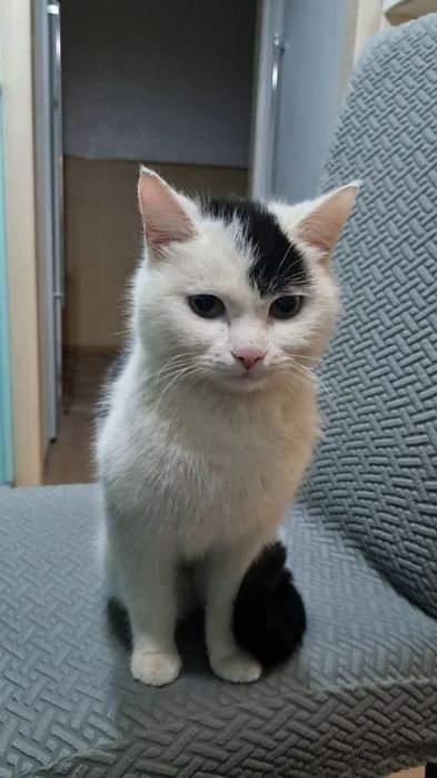 Котик в добрые руки