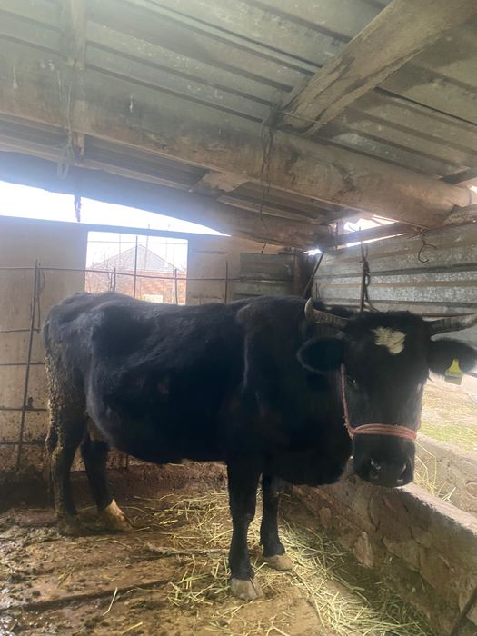 Буаз семіз сиыр сатылад