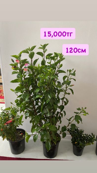 Красивые комнатные цветы для дом, растения