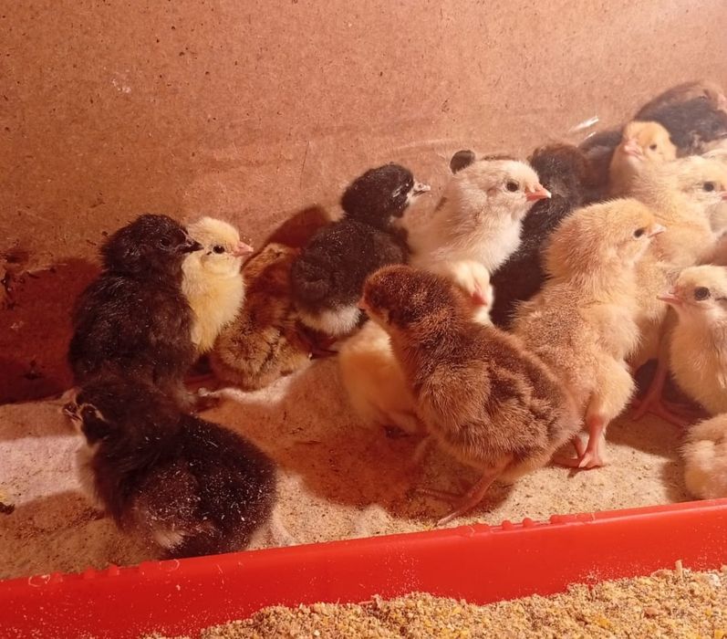 Цыплята недельные