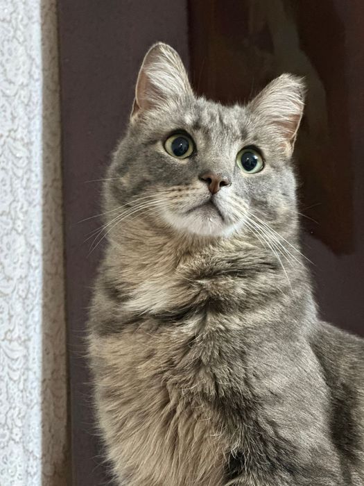 Отдам кота даром