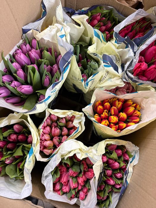 Тюлпаны по самым низким ценам