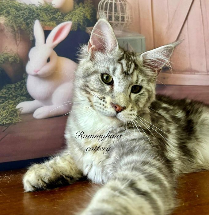 Felisa autorizata WCF,  vinde pisoi cu pedigree rasa Maine coon