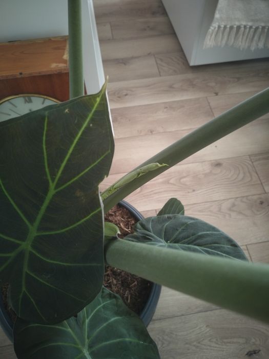 Alocasia dark star