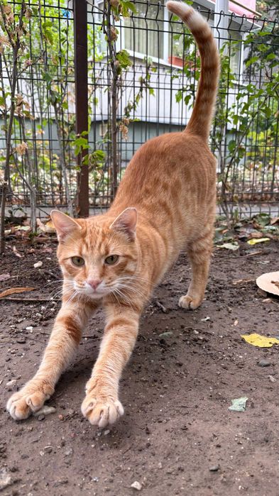 Portobello, motanel portocaliu castrat pentru adoptie