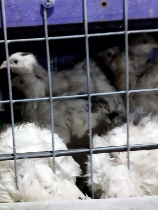 Перепёлки несушки