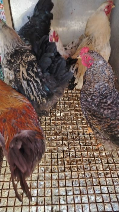 Продам петухов 3500 есть поменьше они 3000тг