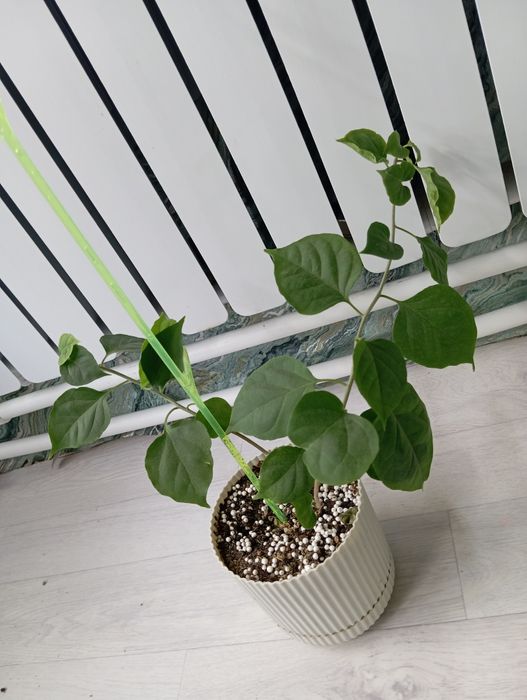 Бугенвиллия взрослое растение