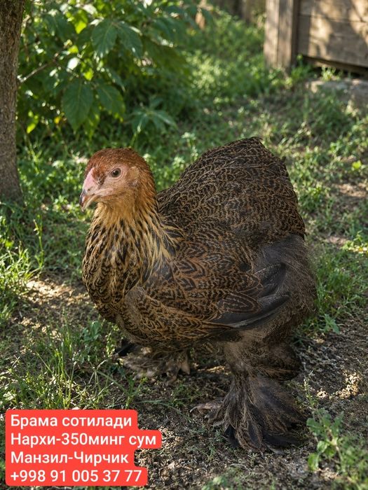 Брама ва Кох сотилади