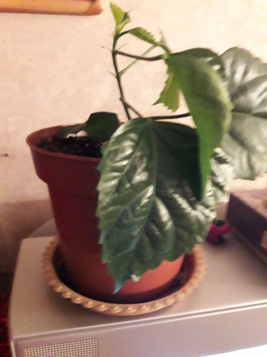 продам комнатные растення