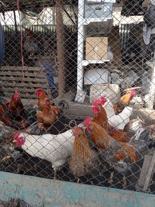 Продам молодых петухов