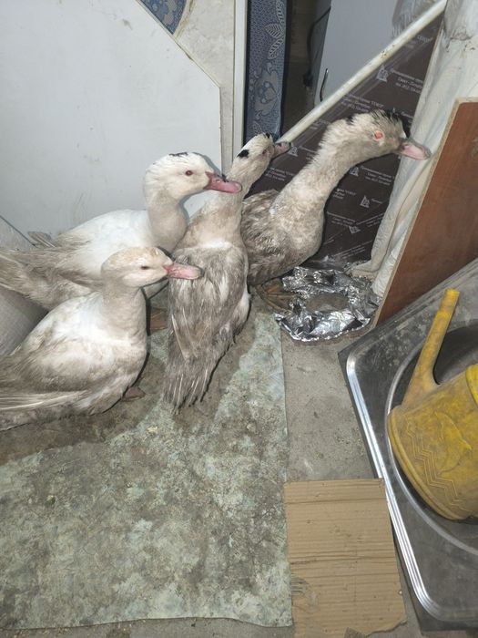 Продам Мулардов живьём